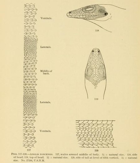 Anolis poncensis diagram from Stejneger, L. "The herpetology of Porto Rico". Rept. United States Natl. Mus. 1902: pp. 666. (1904). Herpetologyofpor00stej 0126-diagram.jpg