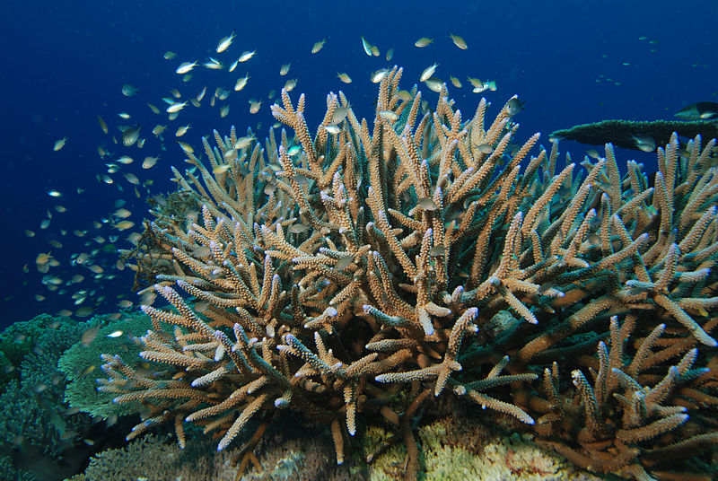 Staghorn Coral, Online Learning Center