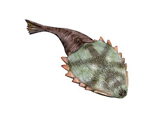 Hibernaspidoidei superfamily of fishes (fossil)
