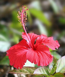 <i>Hibiscus</i> Genus of plants