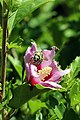 Deutsch: Eine Hibiscusblüte im Wienerwald, in der sich eine Biene tummelt