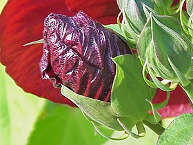 Hibiscus Moscheutos