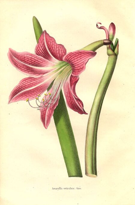 Hippeastrum_reticulatum