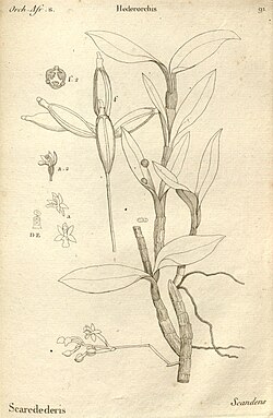 Histoire particulière des plantes Orchidées recueillies sur les trois îles australes d'Afrique, de France, de Bourbon et de Madagascar (Tab. 091) BHL.jpg