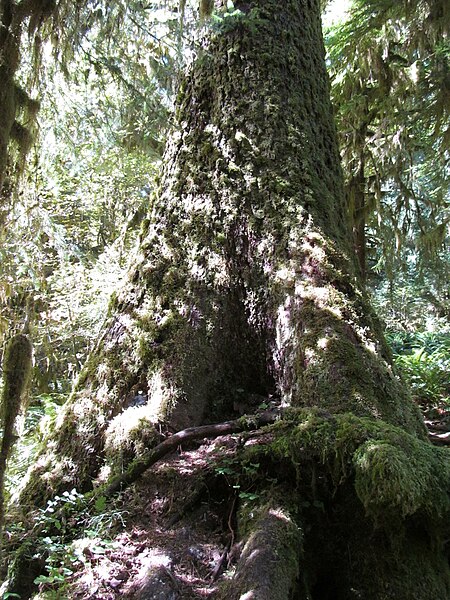 File:Hoh Rainforest - Olympic National Park - Washington State (9780321645).jpg