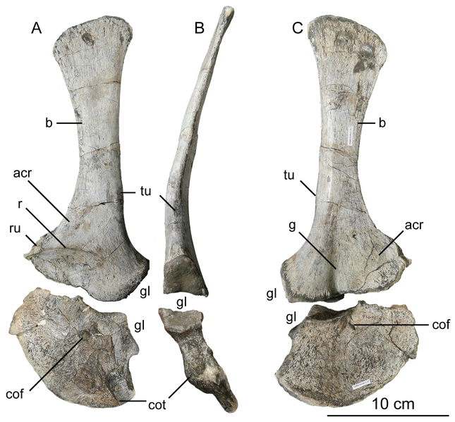 File:Holotype left scapula and coracoid of Sarahsaurus.png