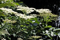 Sambucus nigra