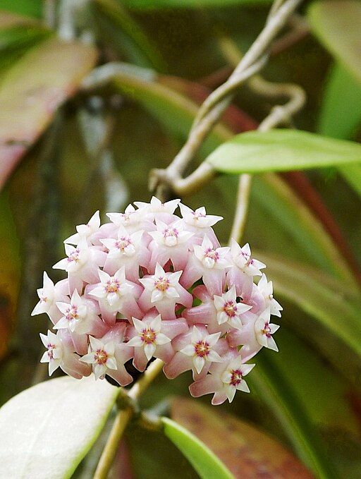 Hoya verticillata (9528297467)