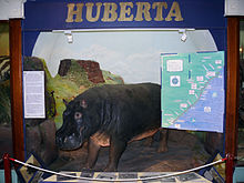 Huberta exhibit Huberta uitstalling.jpg