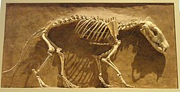 Hyaenodon horridus, Niobrara County, Wyoming, USA, Late Oligocene - Royal Ontario Museum - DSC00114.JPG