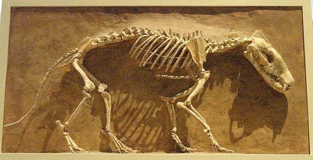 Hyaenodon horridus, a North American species of hypercarnivore within the now-extinct order Hyaenodonta, at the Royal Ontario Museum. The genus Hyaeno