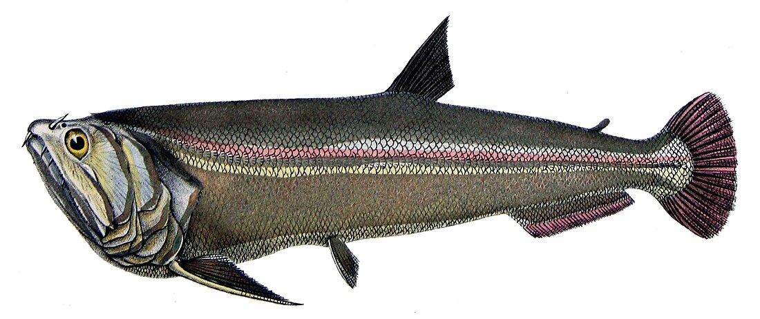 Hydrolycus scomberoides