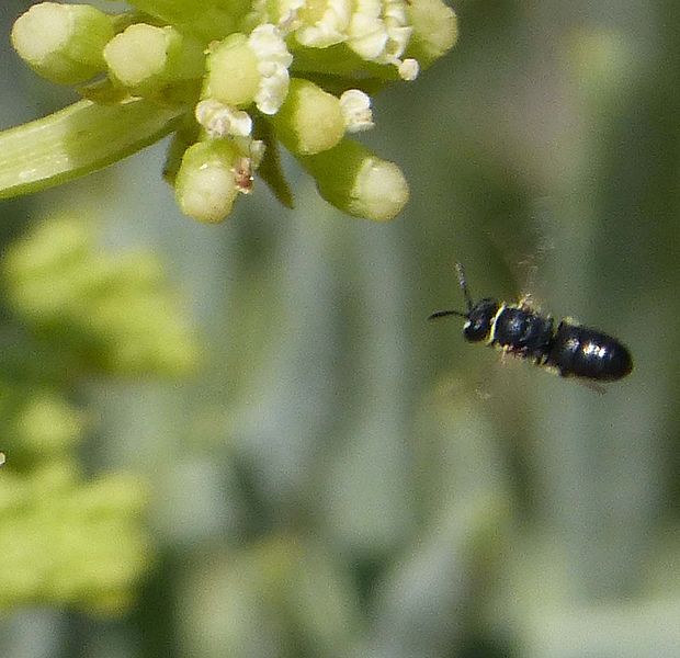 File:Hylaeus species. (24412677810).jpg