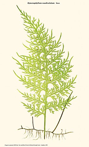 Bildebeskrivelse Hymenophyllum caudiculatum.jpg.