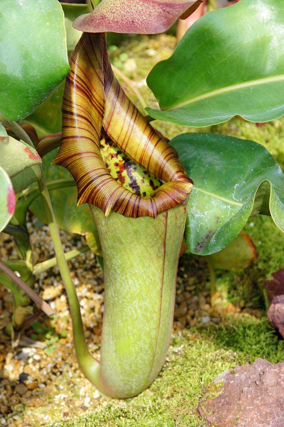 【処分価格】ウツボカズラ・Nepenthes truncata(ネペンテス・トランカータ）・花付き ラン