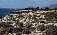 Hypericum aegypticum among limestone rocks Hypericum aegypticum habitat.jpg