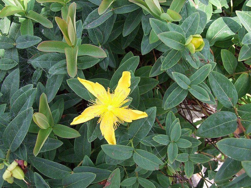 File:Hypericum calycinum a1.jpg