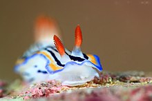 Гипселодорис морской (Chromodoris maritima) .jpg