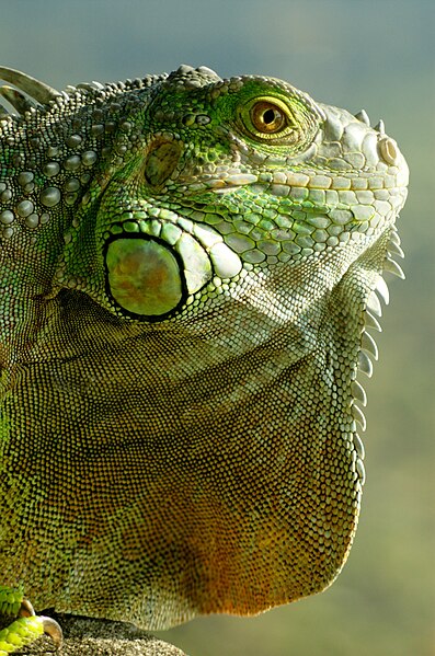 File:Iguana iguana head.jpg