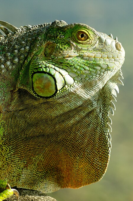 Tập_tin:Iguana_iguana_head.jpg