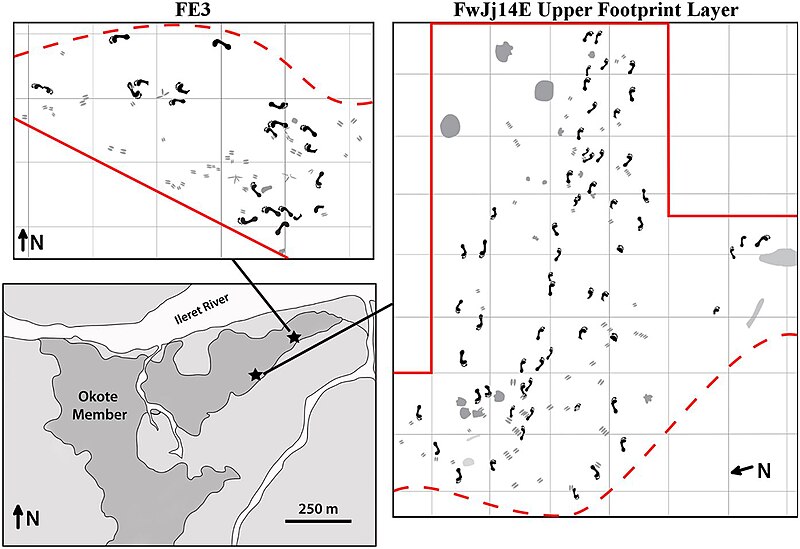 Lêer:Ileret trackways.jpg