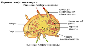 Лімфатичний Вузол