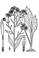 subsp. annuus