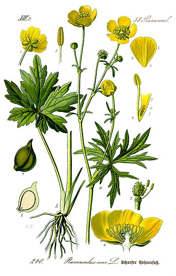 Ranunculus acris