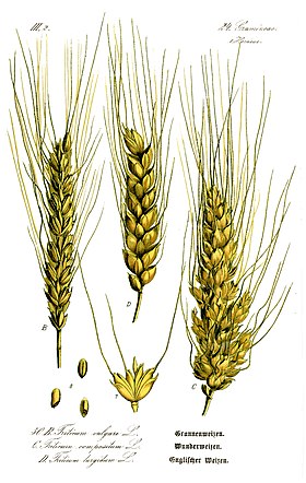 Triticum Aestivum: Loài thực vật