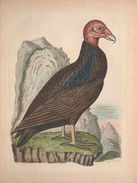 File:Illustrations of the American ornithology of Alexander Wilson and Charles Lucian Bonaparte (Plate II) (14451349322).jpg