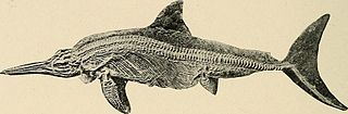 <span class="mw-page-title-main">Stenopterygiidae</span> Extinct genus of marine reptiles