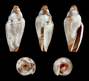 Imbricaria bacillum 01.jpg