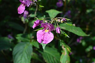 <i>Impatiens textori</i> Species of flowering plant