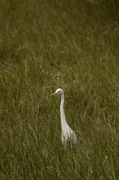 File:Intermediate egret (Ardea intermedia) from Anaimalai hills JEG5111.JPG