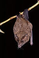 Geoffroy's tailless bat