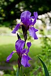 Iris croatica Botanicki vrt 1 080509.jpg