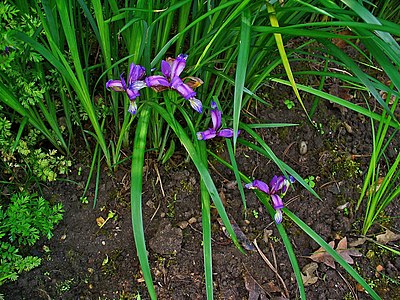 Iris graminea Habitus
