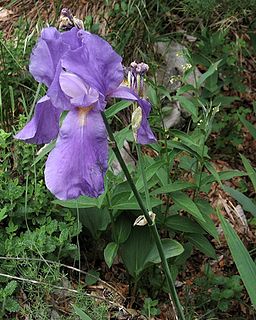 <i>Iris pallida <span style="font-style:normal;">subsp.</span> cengialti</i> subspecies of plant