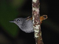 Isleria guttata - Rufous-bellied Antwren (male).JPG