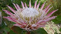 Protea 'Susara' in de botanische tuin