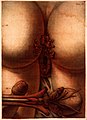 J. F. Gautier d'Agoty, Exposition Anatomique... Wellcome L0021617.jpg