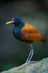 Un Jacana noir (Jacana jacana). C'est un petit oiseau de 17 à 25 centimètres de longueur.