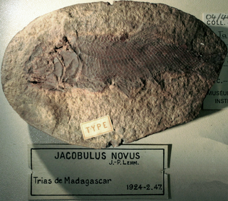 <i>Jacobulus</i> Extinct genus of fishes