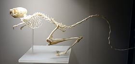 Un squelette de gerboise
