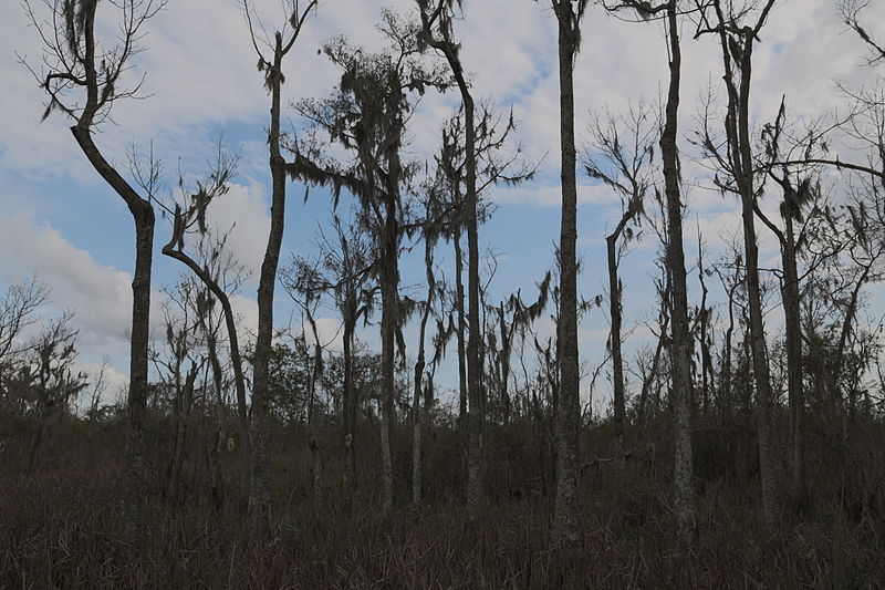 File:Jean Lafitte National Historical Park and Preserve (118).JPG