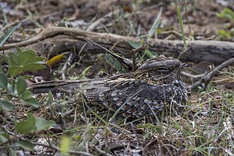 C. a. aequabilis
Sri Lanka Jerdon's nightjar (Caprimulgus atripennis aequabilis).jpg