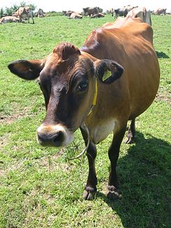 Jersey cattle in Jersey.jpg