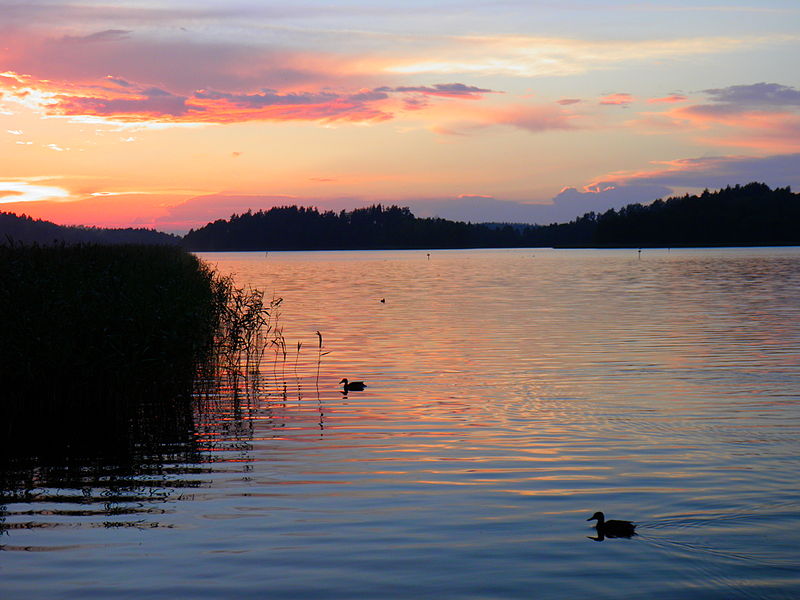 File:Jezioro Wigry zamieszkane przez ptaki.JPG