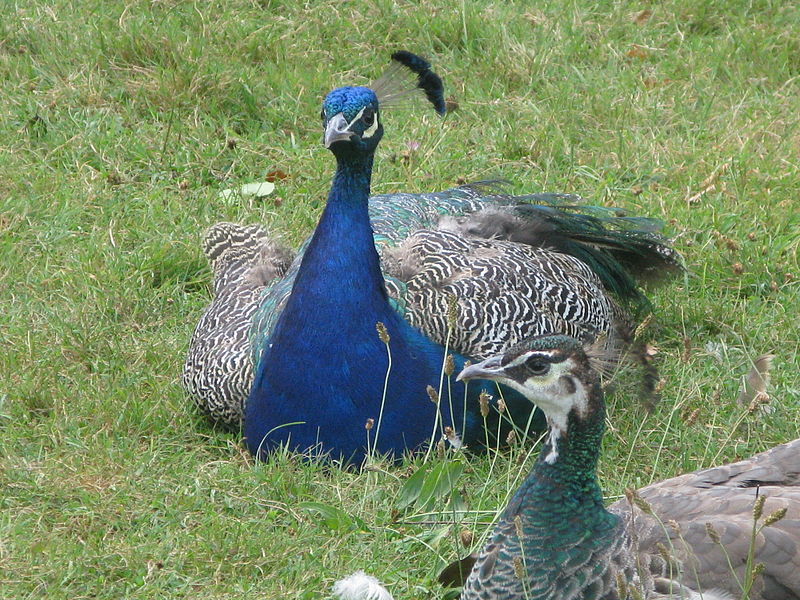 File:Jielbeaumadier paons bleus assis 2 paris 2012.jpeg