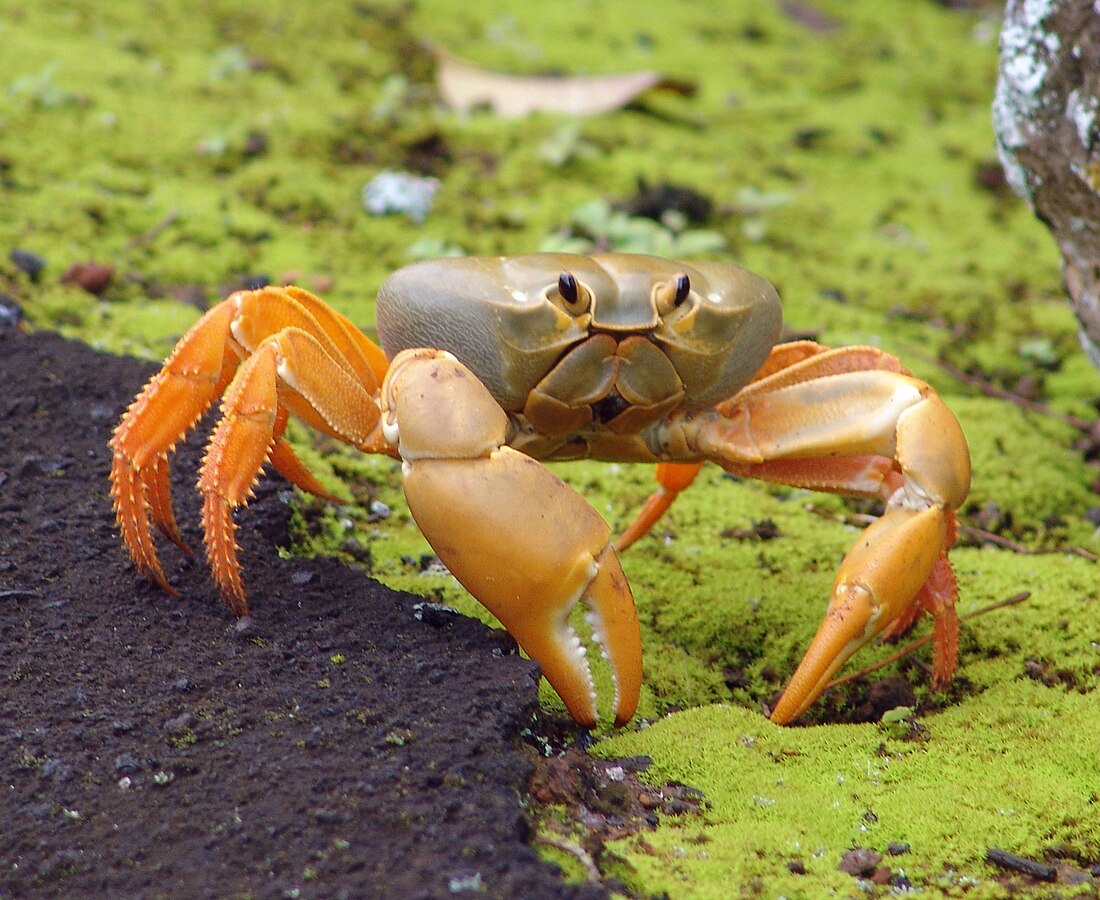 Johngarthia lagostoma